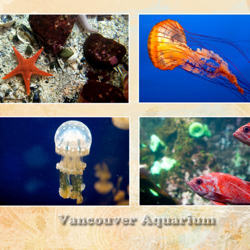 Vancouver Aquarium with direct tour operator BestCanadatours.com